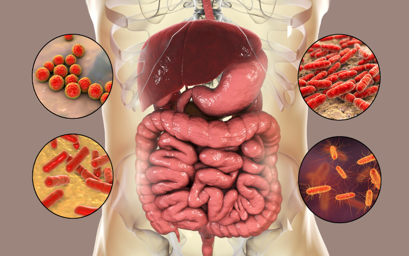 Microbiota y Sistema Inmunológico: Cómo cuidar tu salud desde el intestino